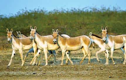 Wild, wild west: The Little Rann of Kutch has the world’s largest population of wild asses Wild, wild west: The Little Rann of Kutch has the world’s largest population of wild asses